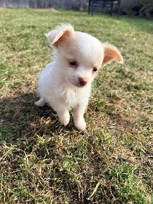 Ready 2 Go! Long Haired Chihuahuas ( 2 left ) - Photo 3