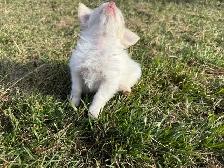 Ready 2 Go! Long Haired Chihuahuas ( 2 left ) - Photo 4