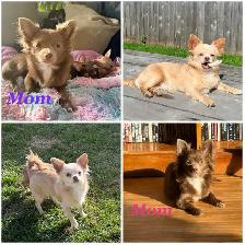 Ready 2 Go! Long Haired Chihuahuas ( 2 left ) - Photo 6
