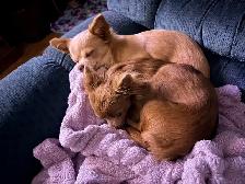 Ready 2 Go! Long Haired Chihuahuas ( 2 left ) - Photo 7