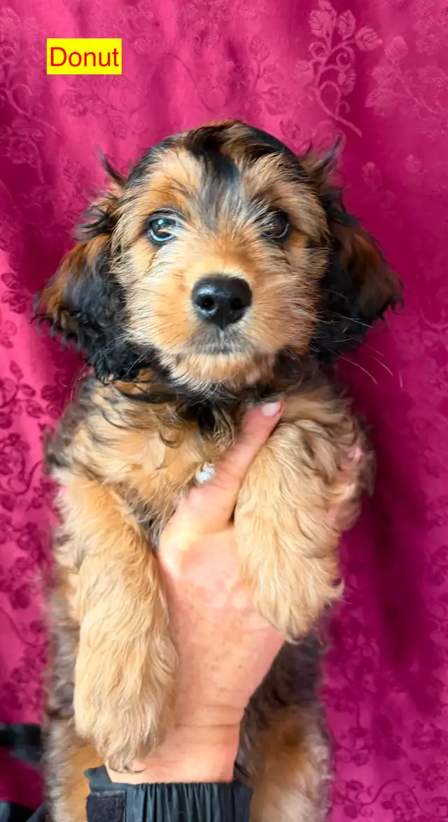 Jack-A-Doodle