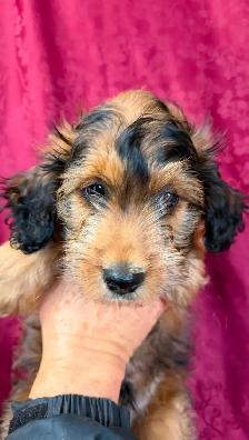 Jack-A-Doodle - Photo 2