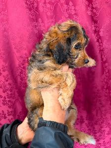 Jack-A-Doodle - Photo 3