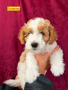 Jack-A-Doodle - Photo 4