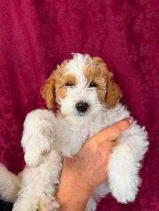 Jack-A-Doodle - Photo 5