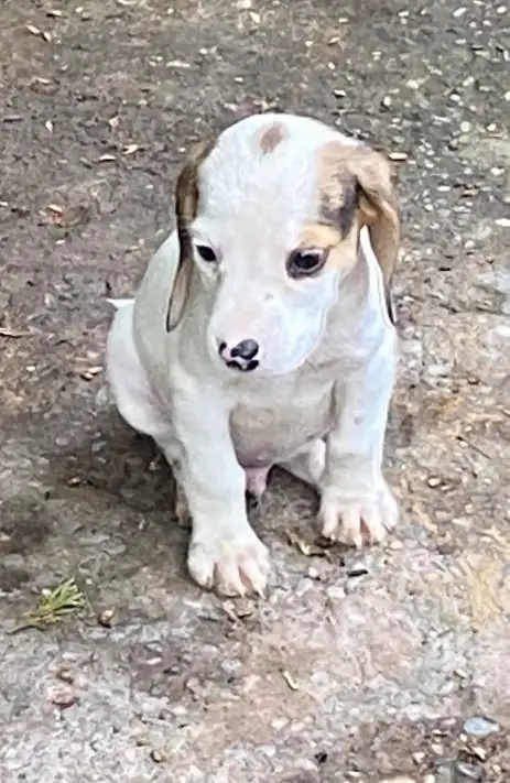 Pure Beagle puppies