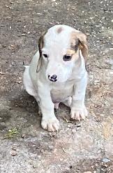 Pure Beagle puppies