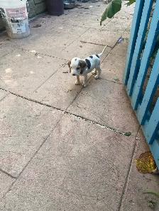 Pure Beagle puppies - Photo 2