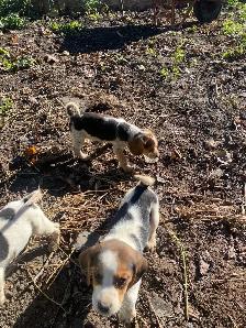 Pure Beagle puppies - Photo 3