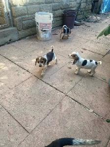 Pure Beagle puppies - Photo 4