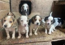 Pure Beagle puppies - Photo 5