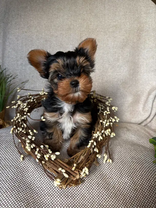 Purebred Yorkie Puppy