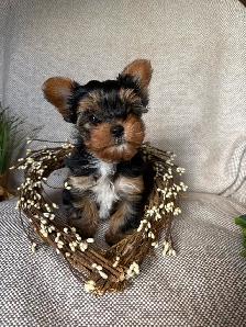 Purebred Yorkie Puppy