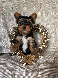 Purebred Yorkie Puppy - Photo 2