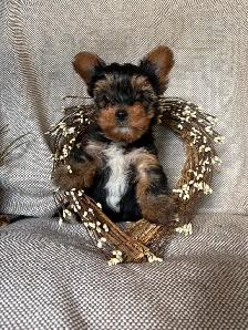 Purebred Yorkie Puppy - Photo 3