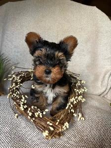 Purebred Yorkie Puppy - Photo 4