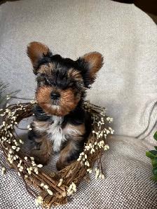 Purebred Yorkie Puppy - Photo 5