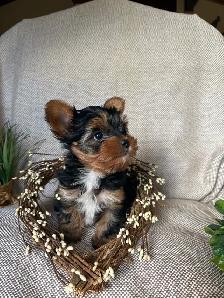 Purebred Yorkie Puppy - Photo 6