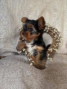 Purebred Yorkie Puppy - Photo 7