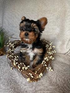 Purebred Yorkie Puppy - Photo 8