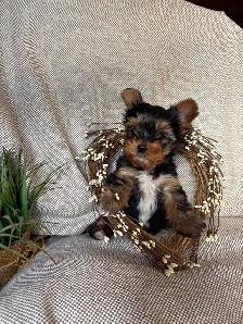 Purebred Yorkie Puppy - Photo 9