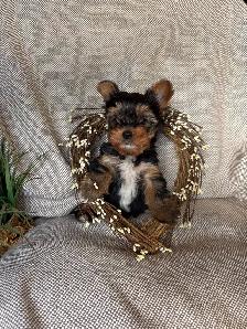 Purebred Yorkie Puppy - Photo 10