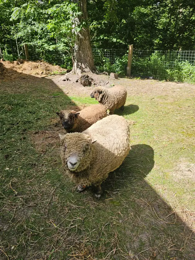 3 Generations of babydoll sheep!