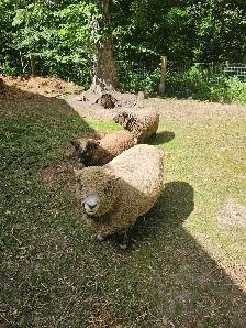 3 Generations of babydoll sheep!