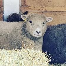 3 Generations of babydoll sheep! - Photo 2
