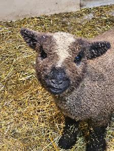 3 Generations of babydoll sheep! - Photo 3