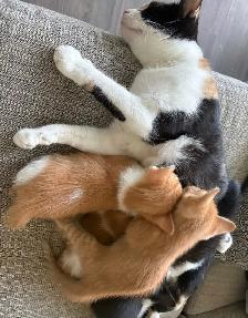 baby kittens for sale - Photo 5