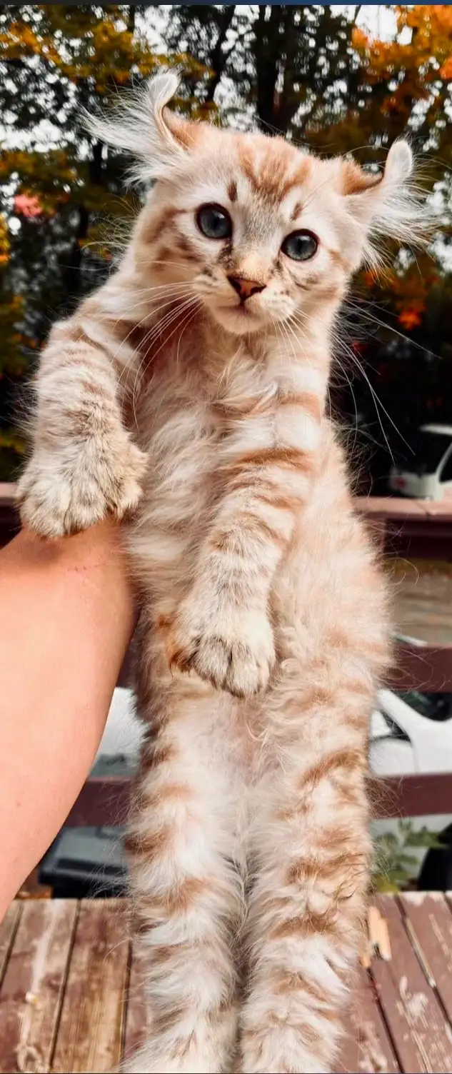 chaton Highland lynx