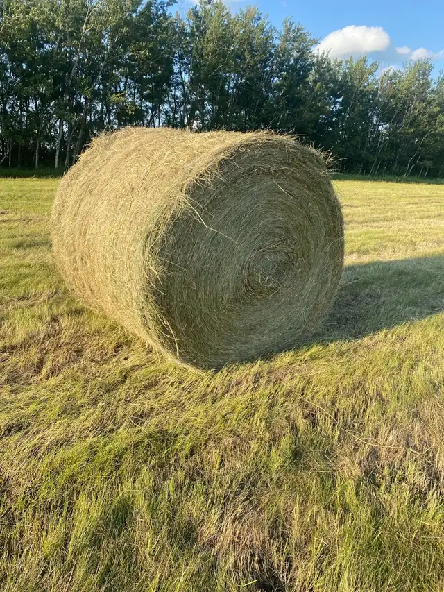 Round Alfalfa and Brome Bales