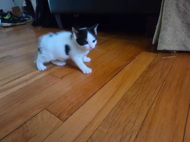 1 chatonne à vendre(vendu)
