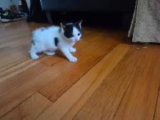 1 chatonne à vendre(vendu)