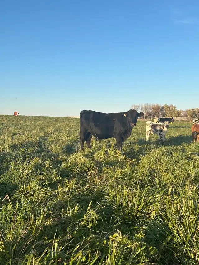 Steers, calves