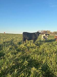 Steers, calves