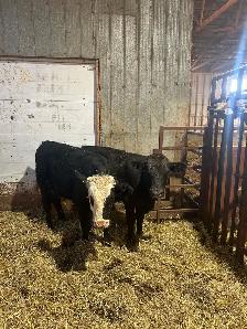 Steers, calves - Photo 2