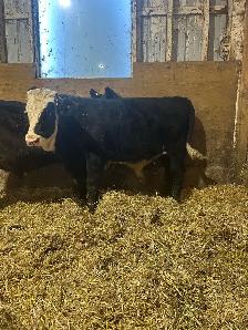 Steers, calves - Photo 3