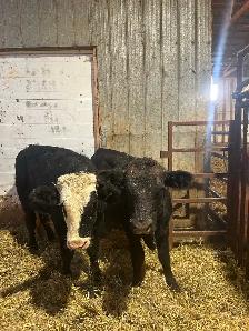 Steers, calves - Photo 4