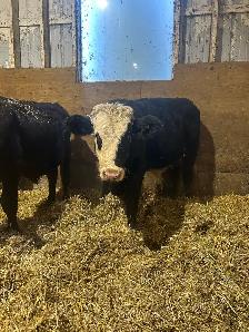 Steers, calves - Photo 5