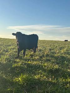 Steers, calves - Photo 6