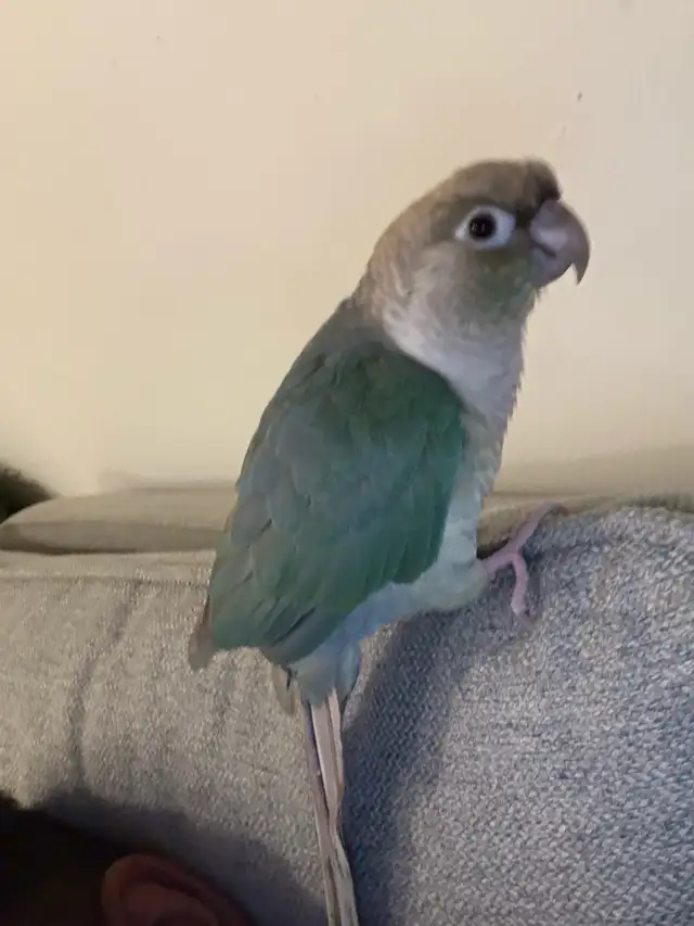 kind parrot