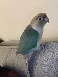kind parrot