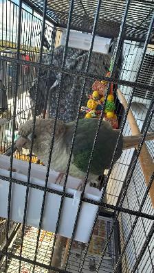 kind parrot - Photo 2