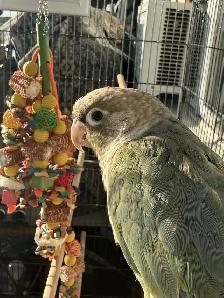 kind parrot - Photo 3
