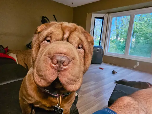 Sharpei stud service