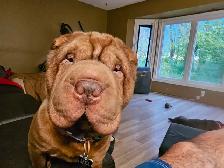 Sharpei stud service