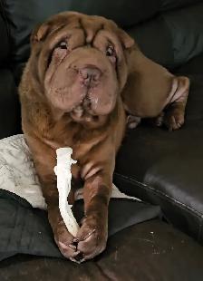 Sharpei stud service - Photo 2