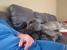 Sharpei stud service - Photo 3